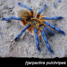 골든블루렉 바분 아성체 (Harpactira pulchripes)
